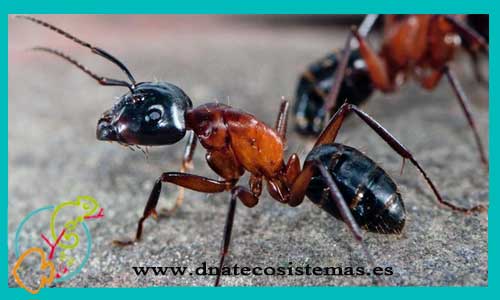 oferta-hormigas-camponotus-ligniperda-reina-tienda-de-invertebrados-online-venta-de-hormigas-por-internet-tiendamascotasonline-venta-reptiles-online-barato-economico