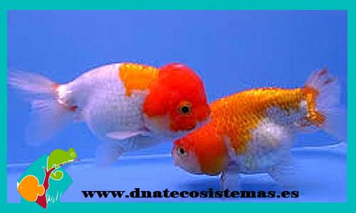 cabeza-de-leon-5-6-ryunkin-calico-balon-ranchu-black-ranchu-negro-goldfish-calidad-aaa-tienda-de-koi-venta-de-goldfish-online