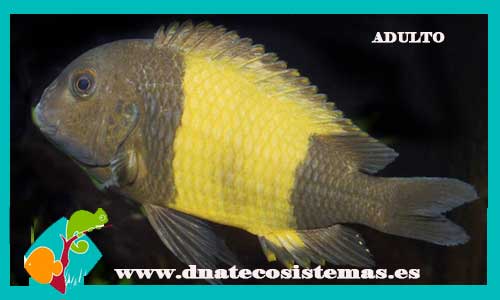tropheus-moori-kaiser-3-4.5cm-venta-de-peces-online-venta-de-peces-online-peces-de-agua-dulcde-venta-de-ciclidos-baratos