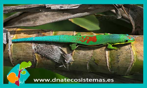 gecko-diurno-listado-phelsuma-lineata-tienda-de-reptiles-online-venta-de-reptiles-online