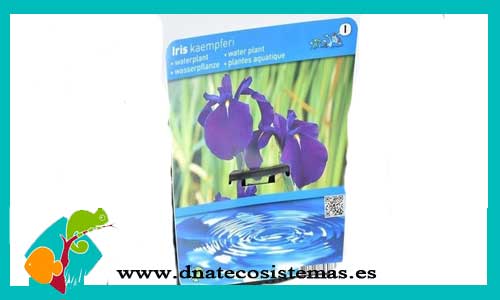 iris-ensata-variegata-ninfea-stellata-bulbo-nymphaea-thailandesa-lotus-tienda-de-plantas-para-acuario-y-estanques-barata