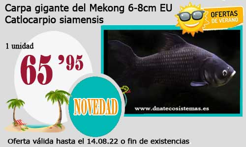 .Carpa gigante del Mekong 6-8cm EU