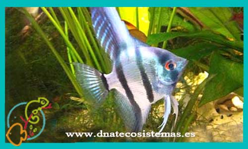 oferta-venta-escalar-azul-neon-3-3,5cm-ccee-pterophyllum-scalare-tienda-peces-escalares-baratos-online-venta-peces-tropicales-economicos-por-internet-tienda-mascotas-dnatecosistemas-rebajas-online
