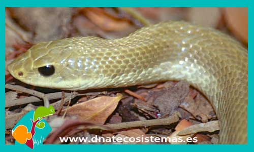serpiente-toro-de-madagascar-leioheterodon-modestus-tienda-de-reptiles-online-venta