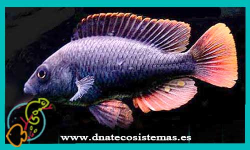 oferta-venta-haplochromis-nubilis-3cm-ccee-haplochromis-obliquidens-nyererei-latifasciatus-tienda-peces-online-venta-cromis-por-internet-tienda-mascotas-peces-ciclidos-rebajas-con-envio