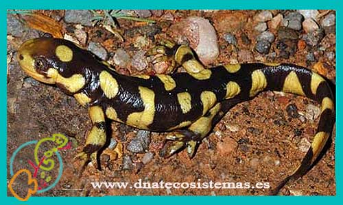 oferta-salamandra-tigre-ambystoma-tigrinum-venta-de-reptiles-anfibios-online-venta-de-camaleones-online-tienda-online-de-reptiles