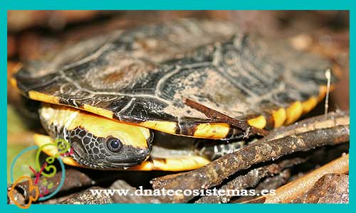 tortuga-cabeza-naranja-m-platemys-platycephala-tienda-y-venta-de-reptiles-online-venta-de-tortugas-barata