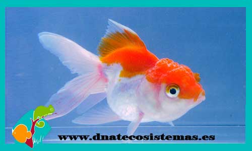 oferta-oranda-rojo-y-blanco-4-5-cm-tienda-online-peces-venta-de-peces-compra-de-peces-online-peces-baratos