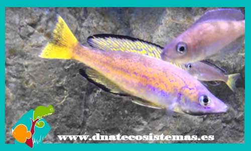 cyprichromis-leptosoma-bemba-yellowhead-cyathopharynx-furcifer-ciclido-pluma-featherfin-cichlid-dnatecosistemas-tienda-de-ciclidos-de-malawi-peces-online-tienda-de-animales-tienda-de-acuarios