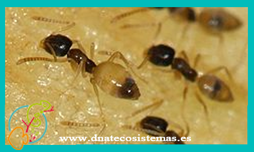hormiga-fantasma-tapinoma-melanocephalum-nuez-de-mar-mnemiopsis-leidyi-ficopomatus-enigmaticus-lapa-zapatilla-comun-crepidula-fornicata-achitina-fulica-quelea-quelea-quelea-comun-bulbul-orfeo-pycnonotus-jocosus-malvasia-canela-oxyura-jamaicensis-coto