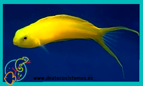 meiacanthus-oualanensis-tienda-de-tmc-peces-online