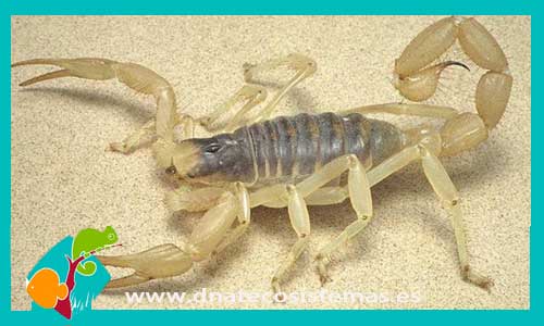 escorpion-de-las-dunas-m-l-smeringurus-mesaensis-tienda-de-peces-online-peces-por-internet-acuario-bomba-filtro-sustrato-planta-roca-arena-salabre-iman-termocalentador-comida-seca-viva-congelada
