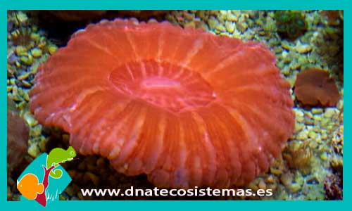 cynaria-sp-rojo-coral-tienda-de-peces-online-peces-por-internet-acuario-luces-arena-roca-cueva-alga-placton-alimento-vivo-congelado-seco-luces-skimmer-bomba-filtro