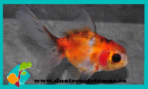 oranda-rojo-thai-cm-tienda-online-peces-venta-de-peces-compra-de-peces-online-peces-baratos