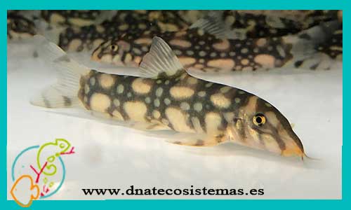 botia-kubotai-3.5-4cm-peces-de-agua-dulce-venta-online-espana