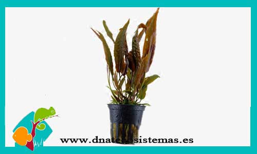 cryptocoryne-usteriana-green-y-red-plantas-para-acuarios-de-agua-dulce