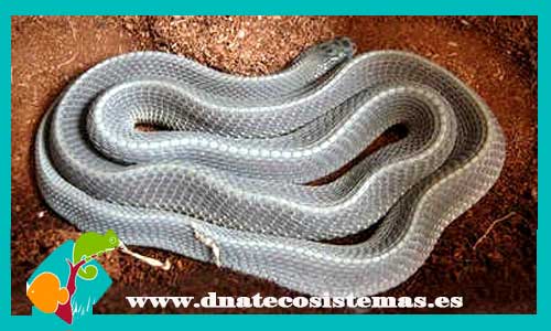 serpiente-negra-rugosa-africana-mehelya-poensis-venta-de-serpiente