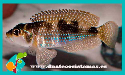 lamprologus-meleagris-2cm-venta-de-peces-online-venta-de-peces-online-peces-de-agua-dulcde-accesorios-bomba-filtro-alimento-congelado-comida-iman-salabre-pantalla-luces