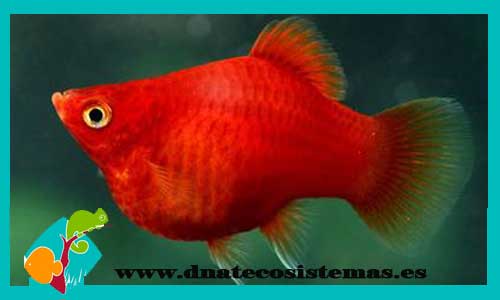 platy-coral-rojo-xiphophorus-maculatus-platy-tigre-platy-tiger-tienda-de-viviparos-acuarios-a-medida-venta-online-de-peces-peces-baratos-platy-bee-platy-avispa