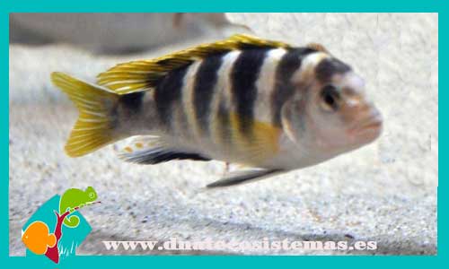 labidochromis--perlmutt-higga-reef-3-4cm-tienda-de-peces-online-peces-por-internet-peces-venta-de-peces-africanos
