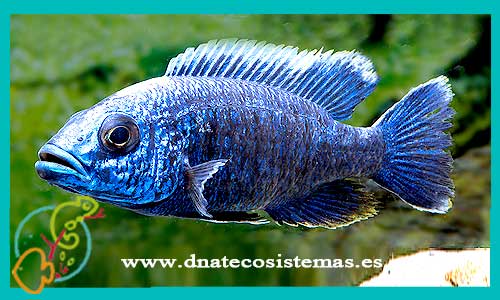 oferta-venta-haplochromis-ahli-azul-elec-9-11cm-sciaenochromis-fryeri-ahli-tienda-peces-online-venta-cromis-por-internet-tienda-mascotas-peces-ciclidos-rebajas-con-envio