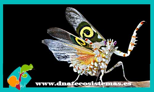 mantis-flor-espinosa-pseudocreobota-wahlbergi-tienda-de-insectos-online-alimento-vivo-venta-de-tarantulas-tienda-de-grillos-grilleria-faunia-escalopendra-escolopendra-escorpion-venta-compra-alacran-milpies-mantis-cucaracha