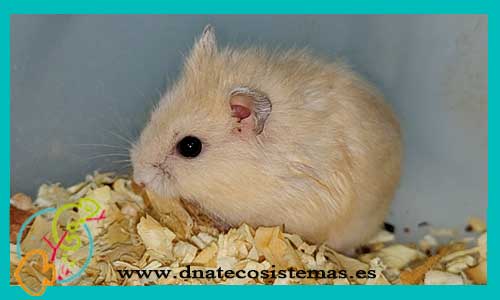oferta-venta-hamster-ruso-naranja-ccee-phodopus-sungorus-tienda-de-mamiferos-baratos-online-venta-de-mascotas-economicas-por-internet-tienda-hamster-relago-online