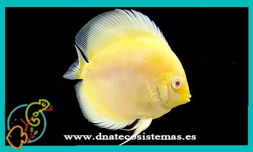 oferta-venta-disco-amarillo-diamante-5-6cm-symphysodon-discus-tienda-de-peces-baratos-online-venta-de-peces-de-agua-tropical-venta-de-peces-online-tienda-peces-online-vendapeixeonline