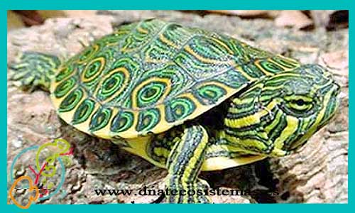 oferta-venta-tortuga-verde-pavo-real-trachemys-venusta-tienda-reptiles-baratos-online-venta-tortugas-economicas-por-internet-tienda-mascotas-rebajas-online