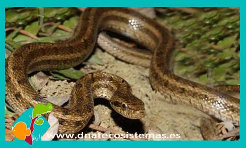 culebra-ratonera-rusa-elaphe-dione-serpientes-baratas-online-calidad-reptiles-tienda-de-reptiles-online