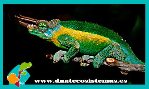 camaleon-jackson-kenia-chamaleo-jacksonii-willegensis-venta-tienda-de-reptiles-online