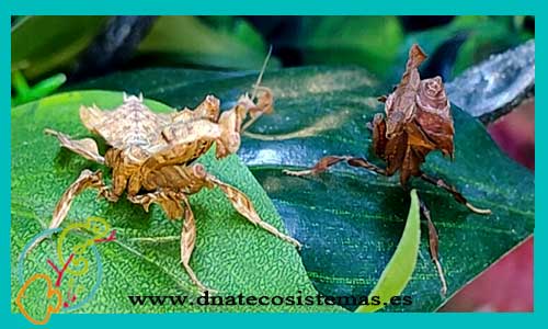 oferta-mantis-fantasma-phyllocrania-paradoxa-tienda-de-insectos-online-venta-matis-por-internet-tiendamascotasonline-economico-barato-pareja
