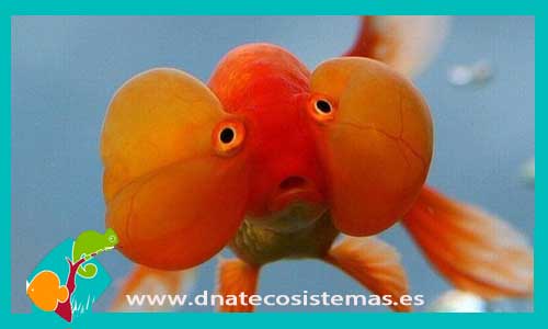ojo-burbuja-pez-ojoburbuja-venta-de-peces-online-tienda-de-peces-online