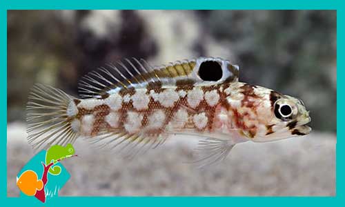 opistognathus-sp-tienda-de-peces-online-peces-por-internet-mundo-marino-todo-marino