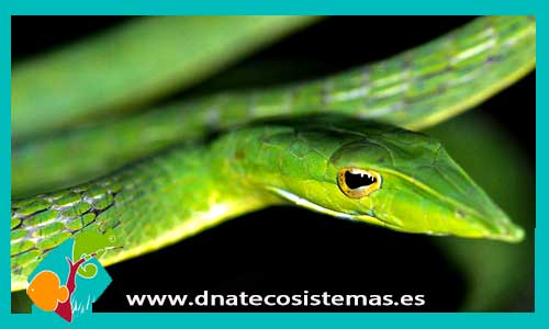 serpiente-liana-verde-ahaetula-nasuta-tienda-de-reptiles-online
