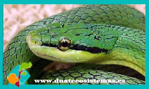 culebra-ratonera-verde-elaphe-frenata-serpientes-baratas-online-calidad-reptiles-tienda-de-reptiles-online-dnatecosistemas