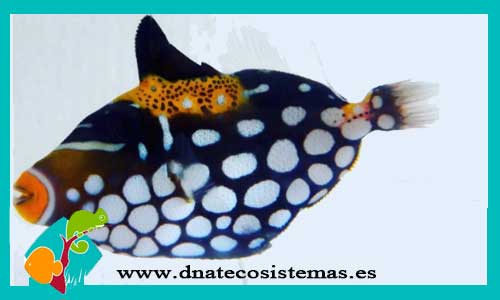venta-balistoides-conspicillum-tienda-de-peces-online-peces-por-internet-mundo-marino-todo-marino