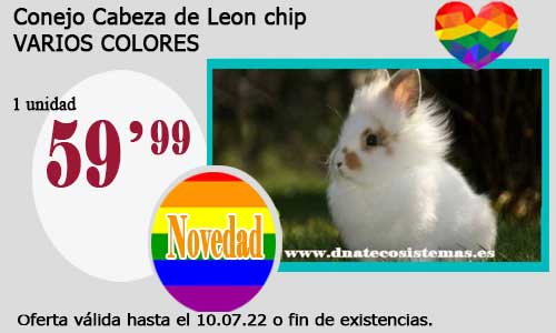 Conejo Cabeza de Leon chip