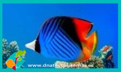 chaetodon-auriga-mar-rojo-tienda-de-peces-online-peces-por-internet-mundo-marino-todo-marino