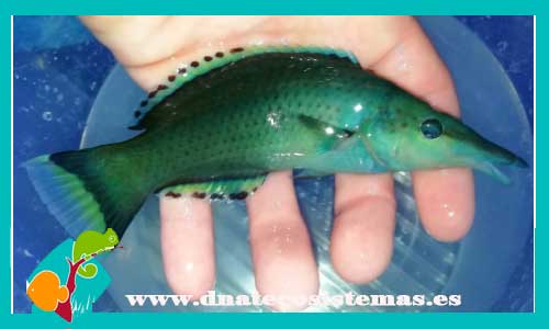 gomphosus-ceruleus-macho-6-8cm-tienda-de-peces-online-peces-por-internet-mundo-marino-todo-marino