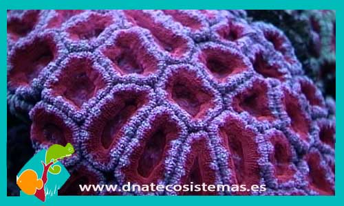 acanthastrea-lordhowensis-multicolor-coral-duro-coral-blando-tienda-de-peces-online-peces-por-internet-coral-peces-de-agua-salada-mundo-marino-filtro-sal-bomba-termocalentador-uv-alimento-congelado