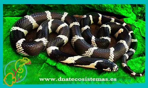 oferta-venta-serpiente-real-ccee-lampropeltis-smaragdina-tienda-de-reptiles-online-venta-de-reptiles-online