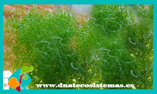 chaetomorpha-caulerpa-sp-alga-marina-venta