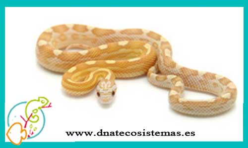 oferta-venta-serpiente-maiz-golddust-8-2022-ccee-elaphe-guttata-nominal-tienda-serpientes-bonitas-baratas-online-venta-culebras-calidad-por-internet-tienda-reptiles-dnatecosistemas-rebajas-online