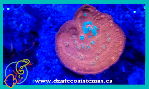 pectiniidae-spp-granate-galacea-azul-fascicularis-coral-duro-amphiprion-ocellaris-picasso-tienda-de-peces-online-peces-por-internet-mundo-marino-todo-marino