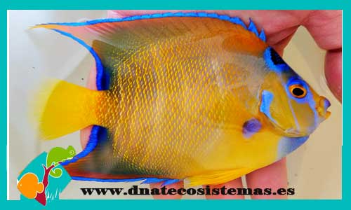 halacanthus-ciliaris-12-15-peces-angel-venta-de-peces-marinos-online-tienda-de-peces-por-internet