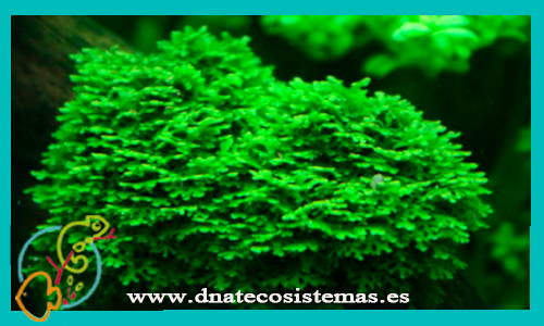 musgo-mini-pelia-ricardia-chamedryfolia-tianda-venta-plantas-online