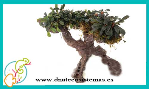 oferta-bonsai-bucephalandra-1-tienda-de-plantas-para-acuarios-de-agua-dulce-baratos-online-venta-bonsai-para-aquascaping-economico-por-internet-tiendamascotasdnatecosistemasonline