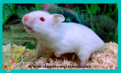 oferta-venta-hamster-comun-blanco-albino-mesocricetus-auratus-tienda-de-mamiferos-baratos-online-venta-de-mascotas-economicas-por-internet-tienda-hamster-relago-online