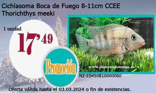 Cichlasoma Boca de Fuego 8-11cm CCEE.